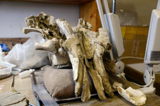 Illustration for article titled This Theory of Why Mammoths Went Extinct Will Make You See the Earth in a Different Way